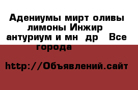 Адениумы,мирт,оливы,лимоны,Инжир, антуриум и мн .др - Все города  »    
